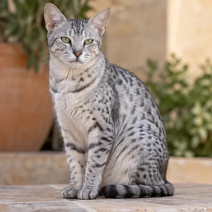 تصویر گربه نژاد ایجپشن ماو (Egyptian Mau) در دوره بالغ و سالمند - وقار و مراقبتهای نژادی در دانشنامه پت همزی