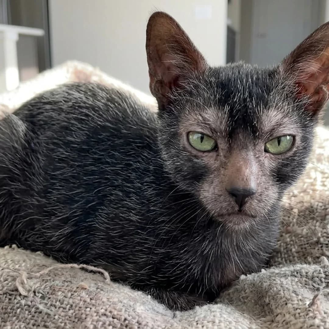 تصویر گربه نژاد لایکوی (Lykoi) در دوره بالغ و سالمند - وقار و مراقبتهای نژادی در دانشنامه پت همزی