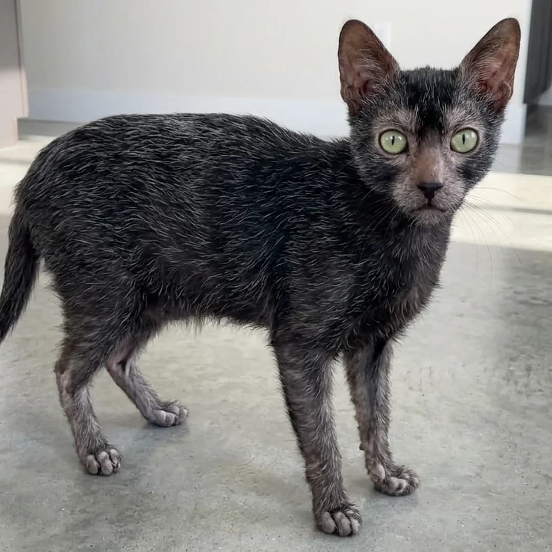 تصویر گربه نژاد لایکوی (Lykoi) در دوره میانسال و جوانی - وقار و توانایی بدنی در دانشنامه پت همزی